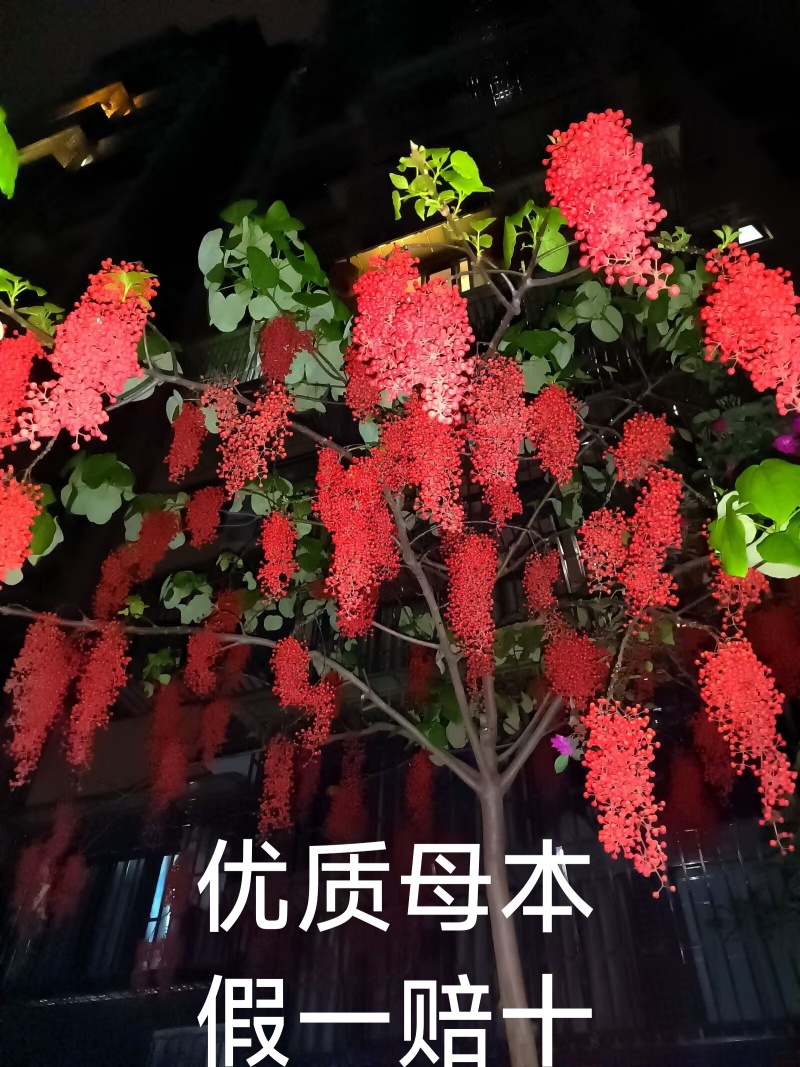 山桐子树苗杯苗