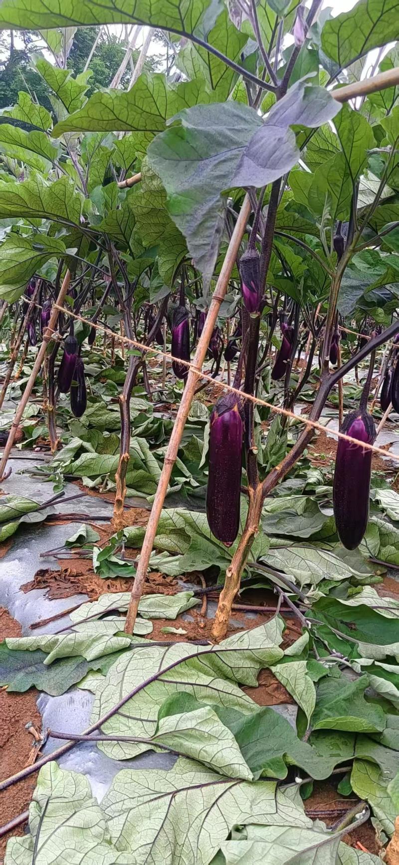 烧烤茄