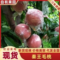 秦王，超越，秦越二号（膜袋毛桃）硬质毛桃，产地直供。