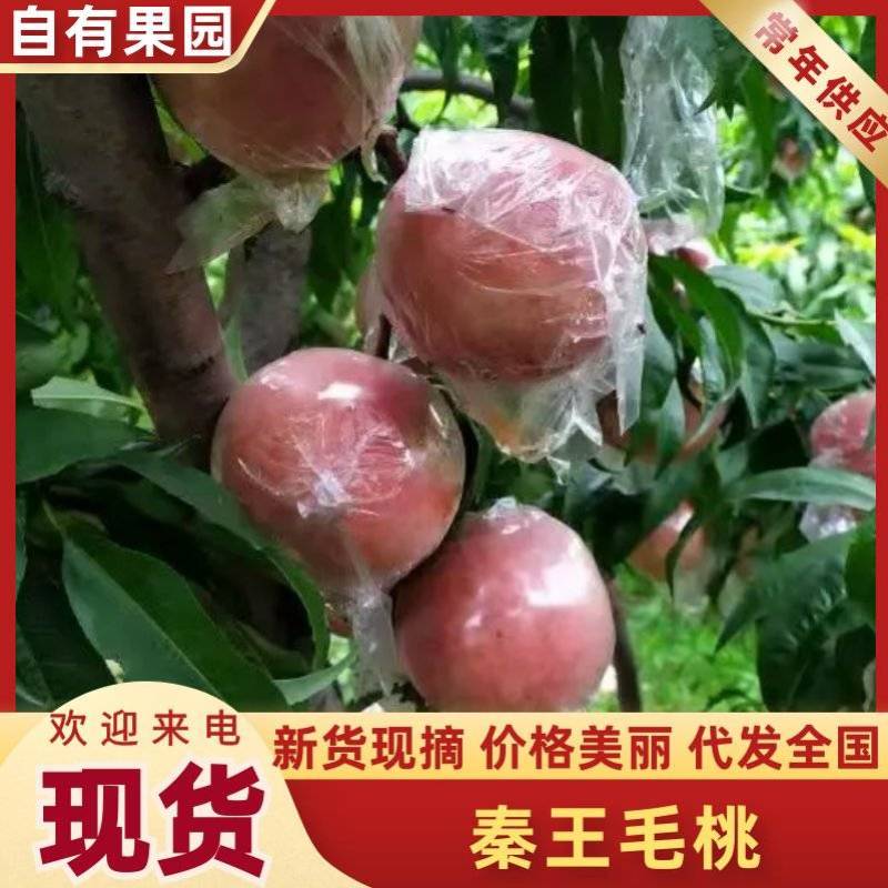 （膜袋毛桃）晚熟超越，硬质毛桃，产地直供。