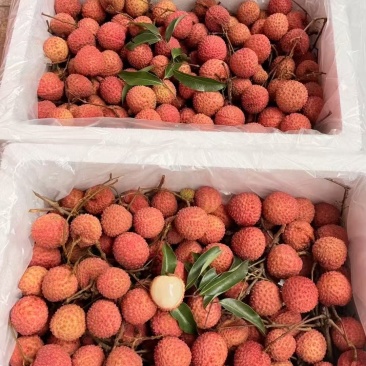 广西灵山桂味，自家老树果园新鲜采摘，品质保证-10斤包邮