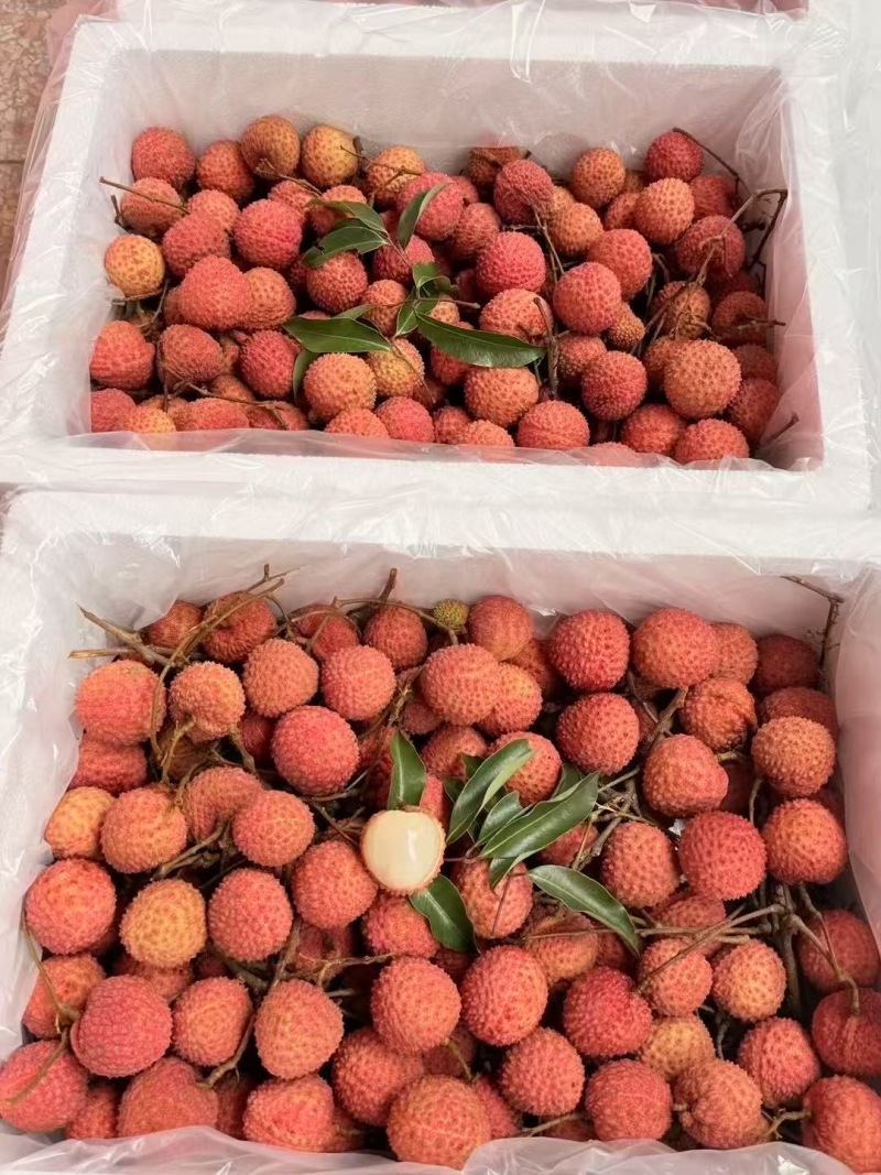 广西灵山桂味，自家老树果园新鲜采摘，品质保证-10斤包邮