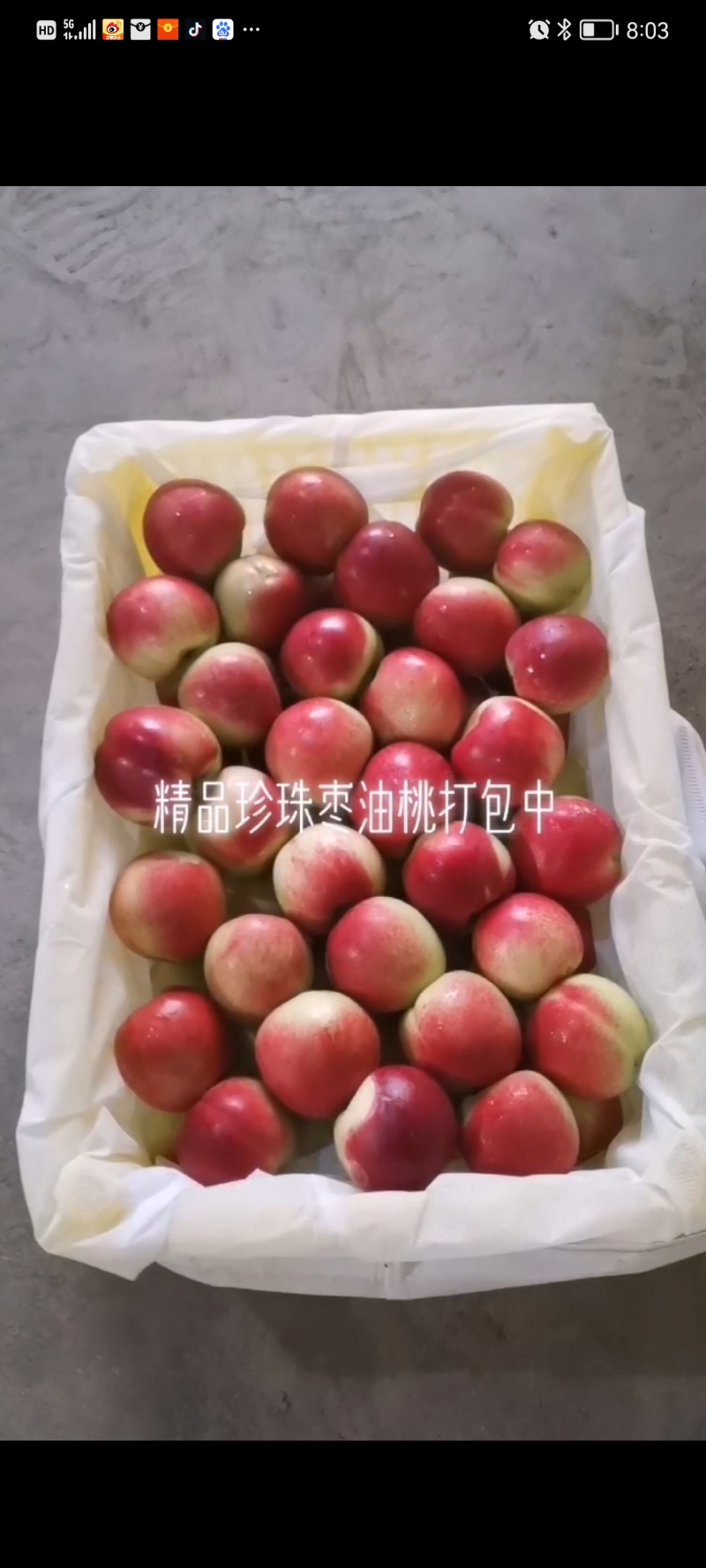 珍珠枣油大量有货