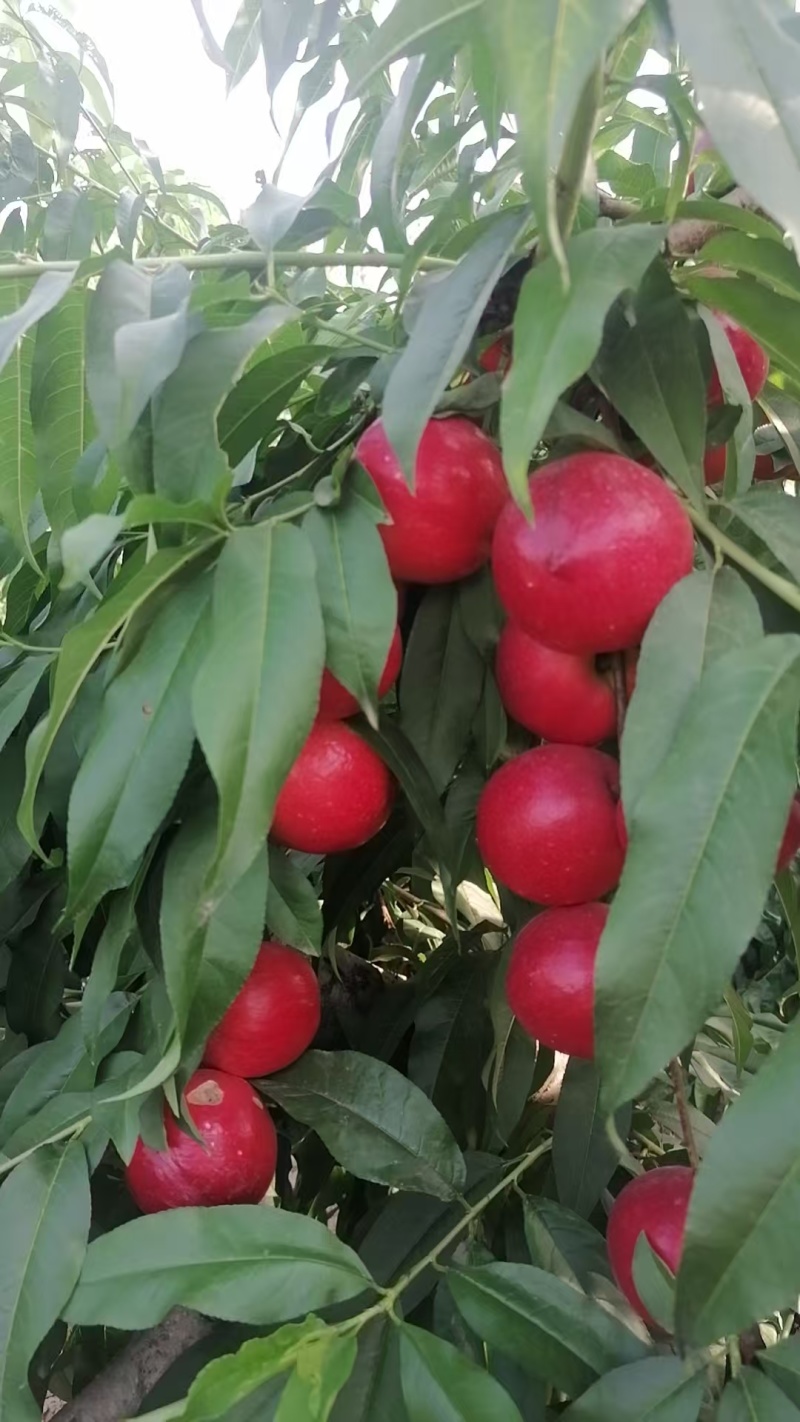 珍珠枣油大量有货