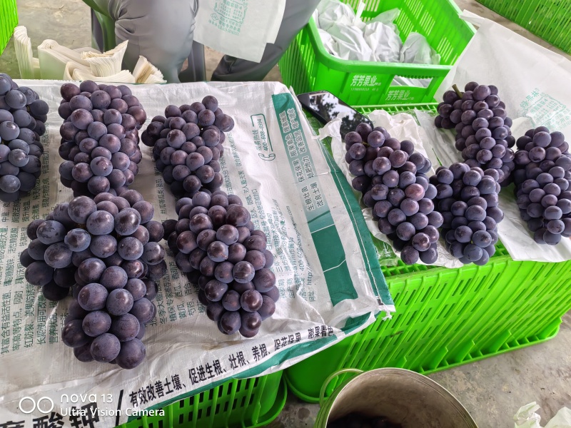 露天套袋无籽巨锋大量上市