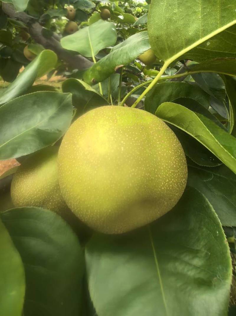 正宗建宁翠冠梨