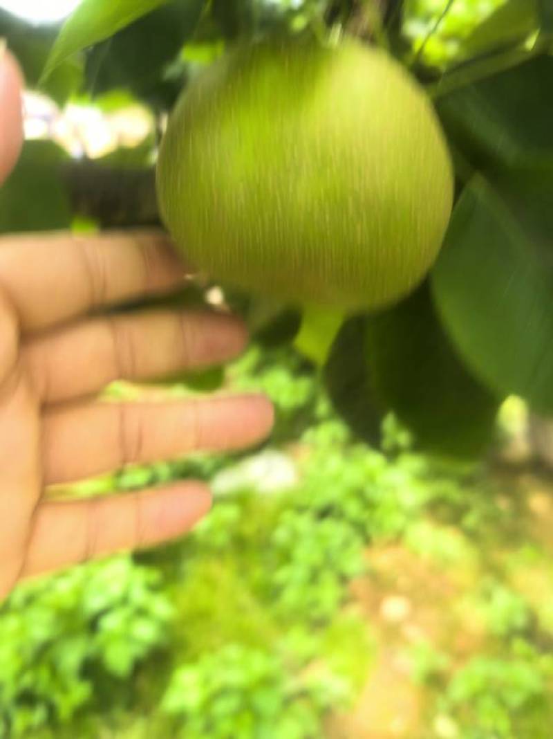 正宗建宁翠冠梨