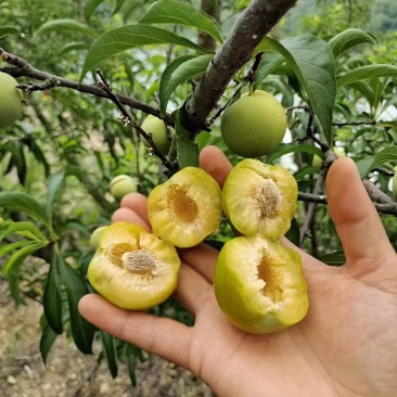 正宗脱骨蜂糖李好吃不贵