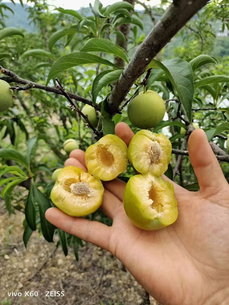 正宗脱骨蜂糖李好吃不贵
