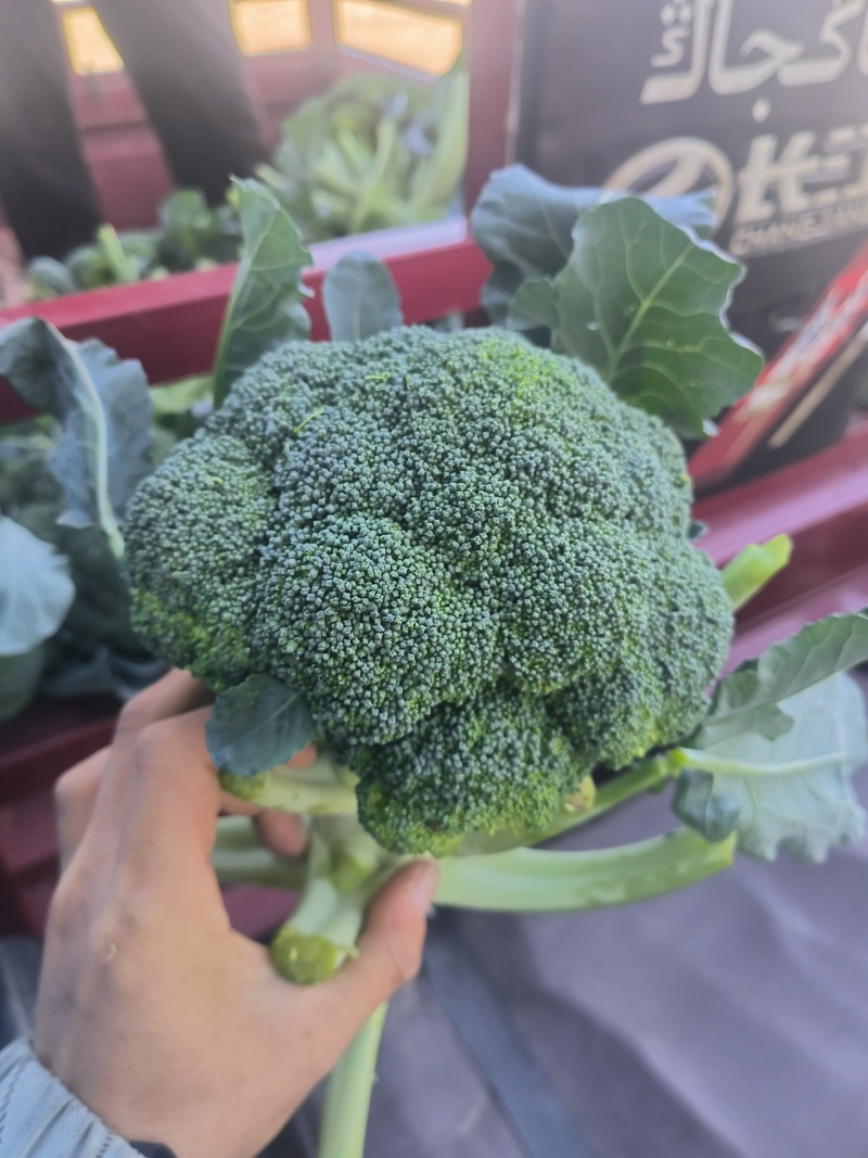 兰州高原夏菜西兰花