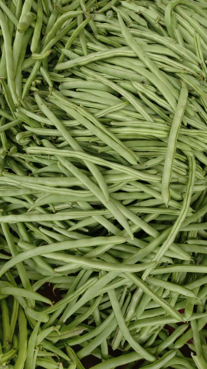 高山蔬菜豆子大量上市，可走电商，市场欢迎预订