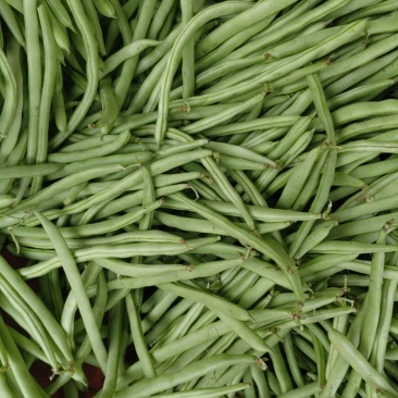 高山蔬菜豆子大量上市，可走电商，市场欢迎预订