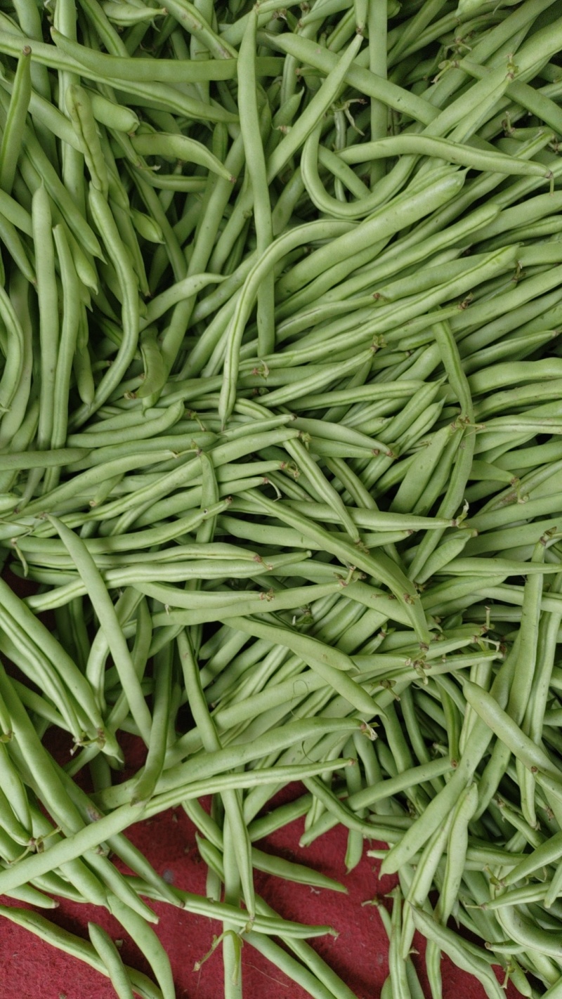 高山蔬菜豆子大量上市，可走电商，市场欢迎预订