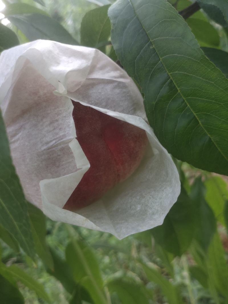 霞脆