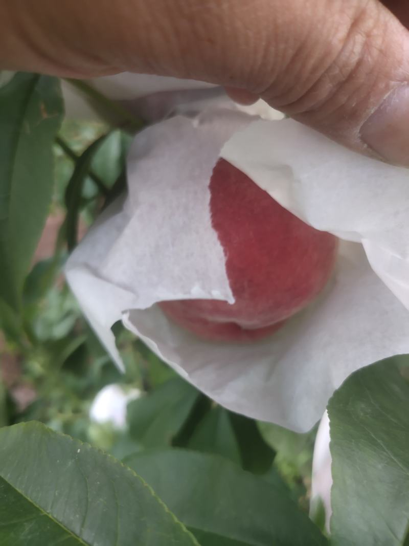霞脆
