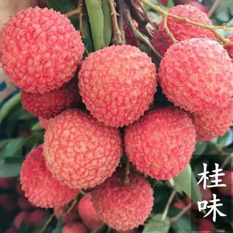 禾荔，桂味，情人荔，先进奉、专业代办，有专业队伍打包。