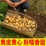 精品土豆
