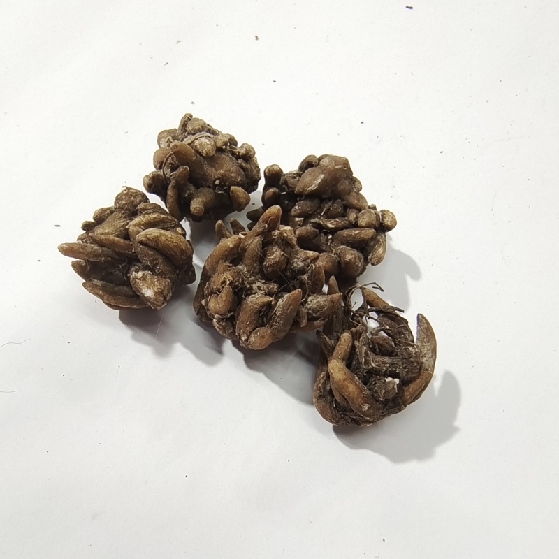 猫爪草黄皮带爪大颗粒猫爪草1公斤起批24小时发货