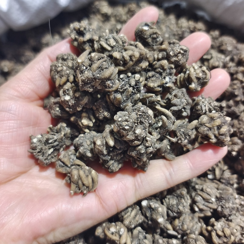 猫爪草黄皮带爪大颗粒猫爪草1公斤起批24小时发货