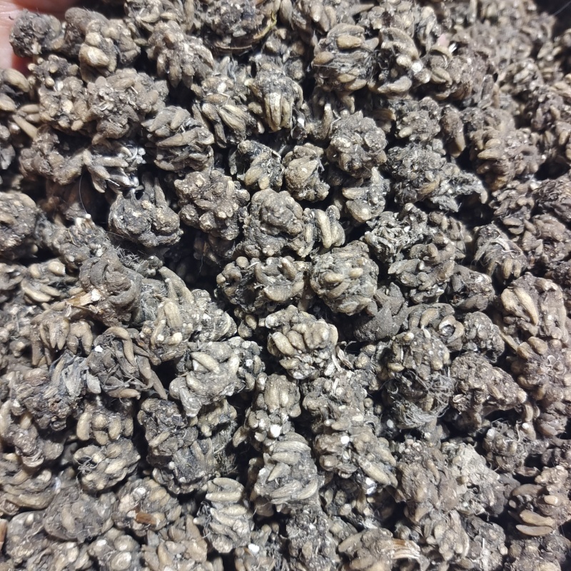 猫爪草黄皮带爪大颗粒猫爪草1公斤起批24小时发货