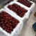 批发大连旅顺樱桃