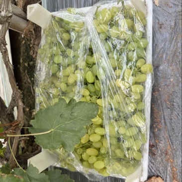 河北威县大棚维多利亚上市了！口感鲜美