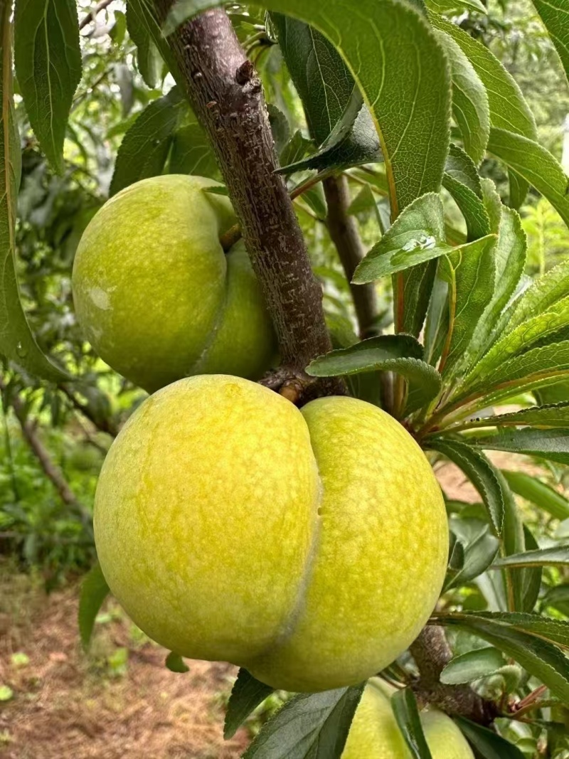 镇宁六马蜂糖李