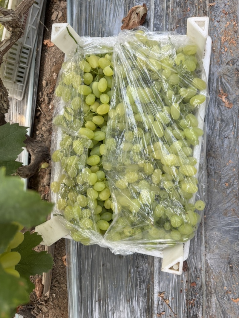 河北威县大棚维多利亚上市了！口感鲜美
