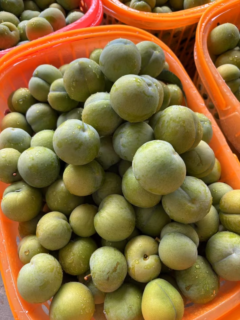 镇宁六马蜂糖李
