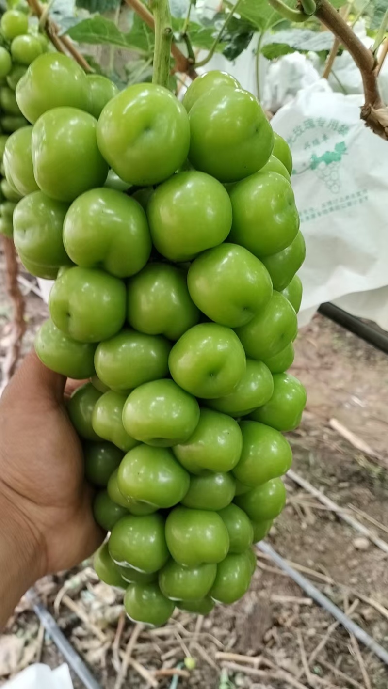 阳光玫瑰云南大理宾川大量成熟，欢迎对接，能吃出香味的阳光