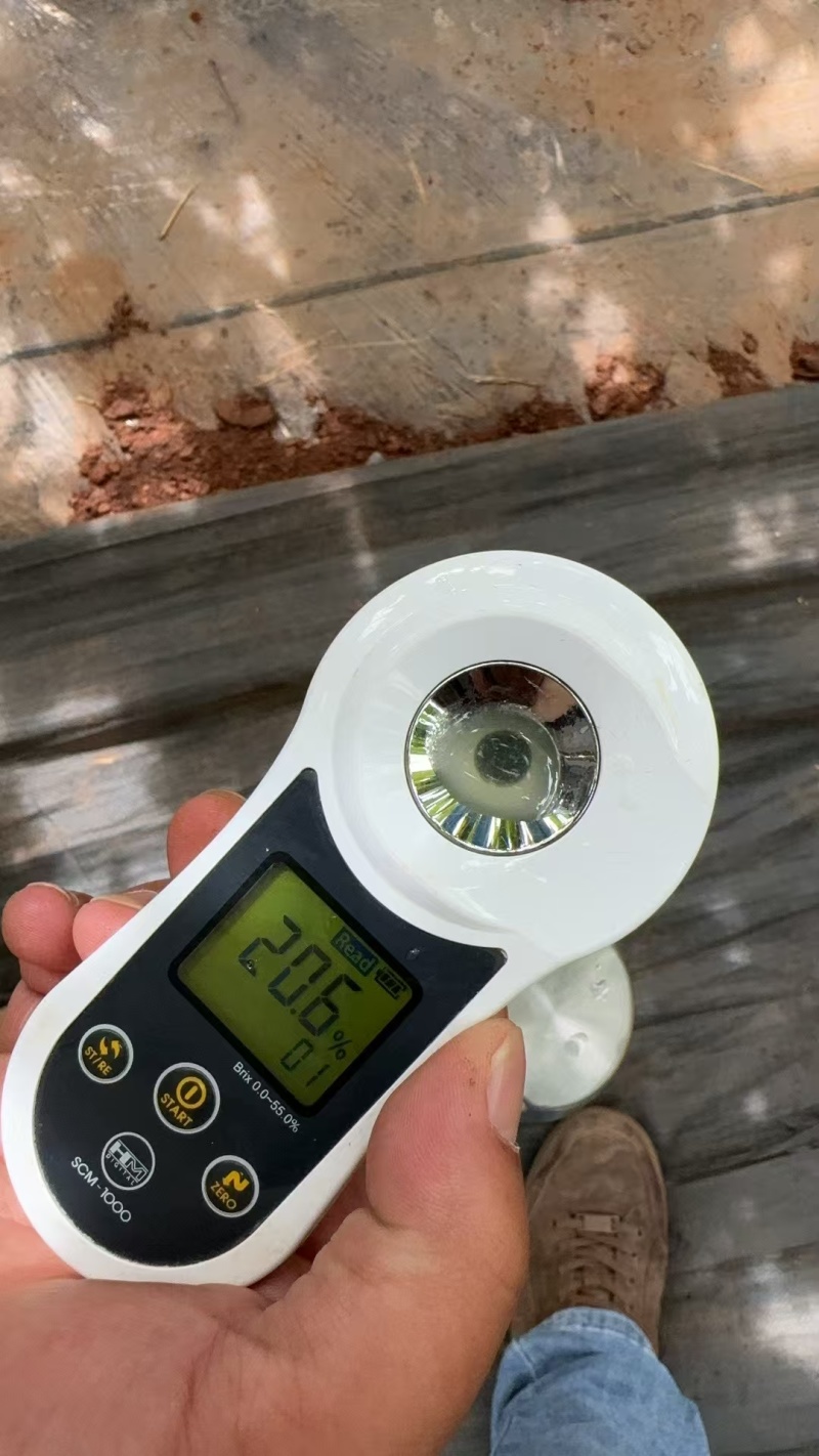 阳光玫瑰云南大理宾川大量成熟，欢迎对接，能吃出香味的阳光