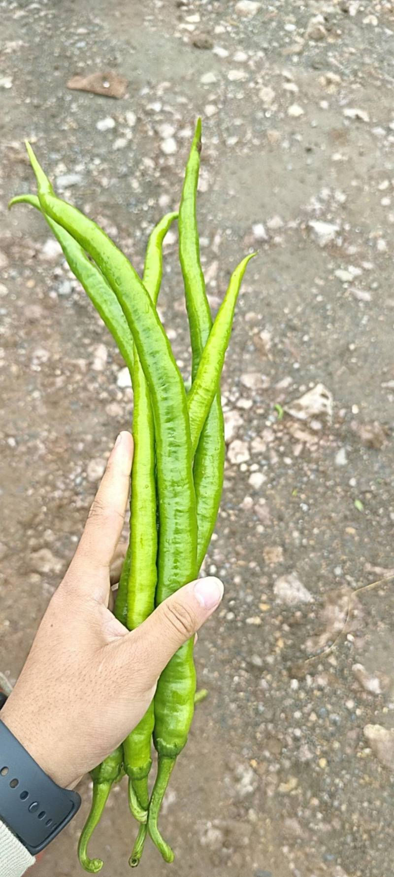 青椒，线椒，二荆条，辣子