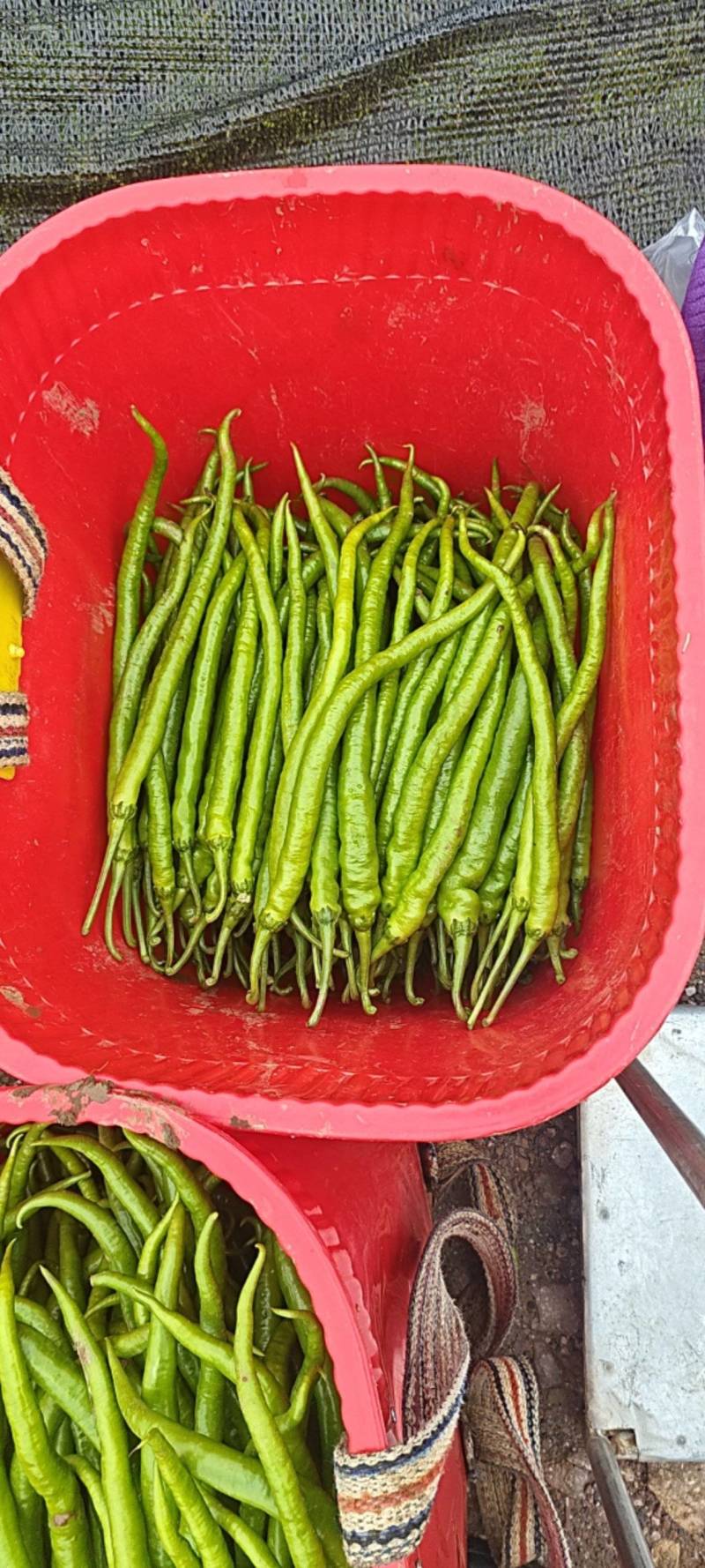 青椒，线椒，二荆条，辣子