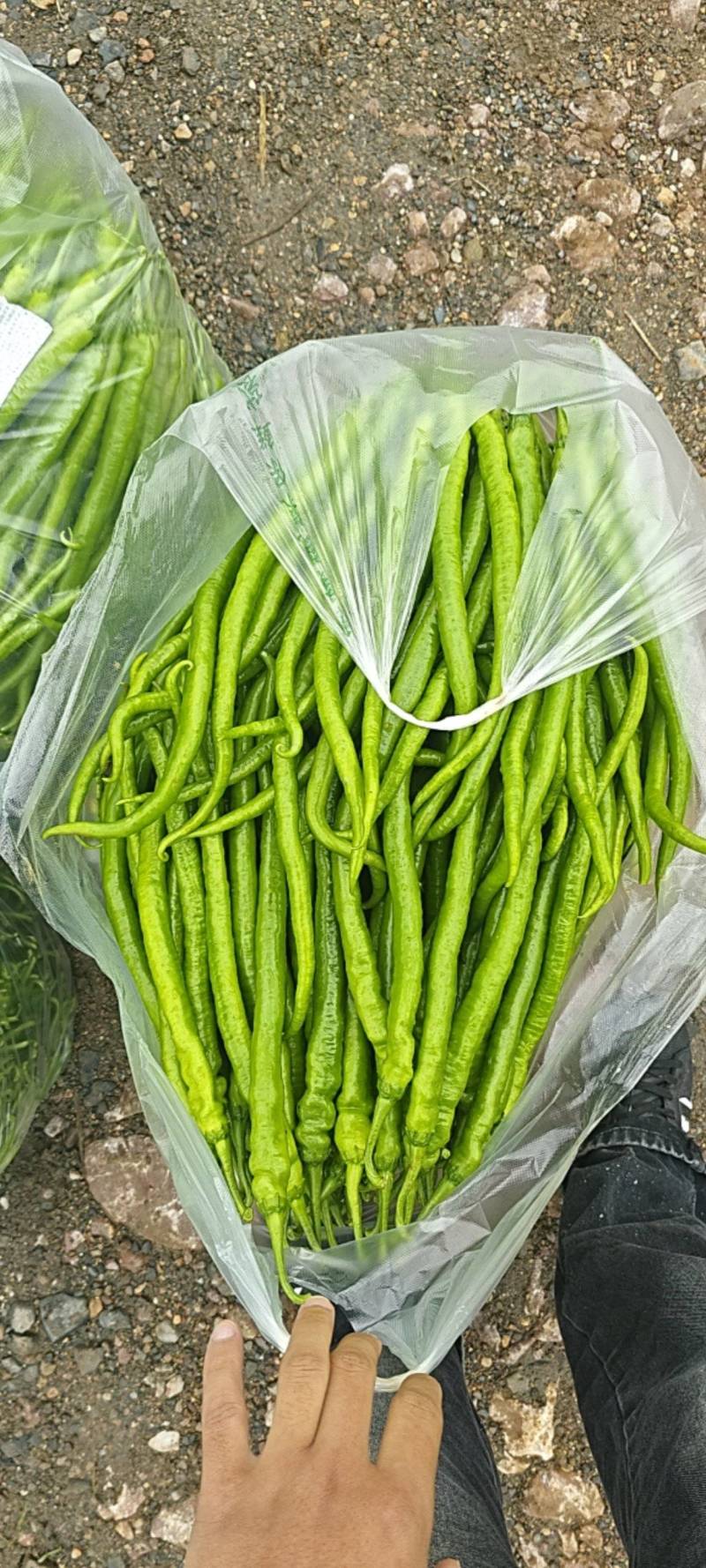 青椒，线椒，二荆条，辣子