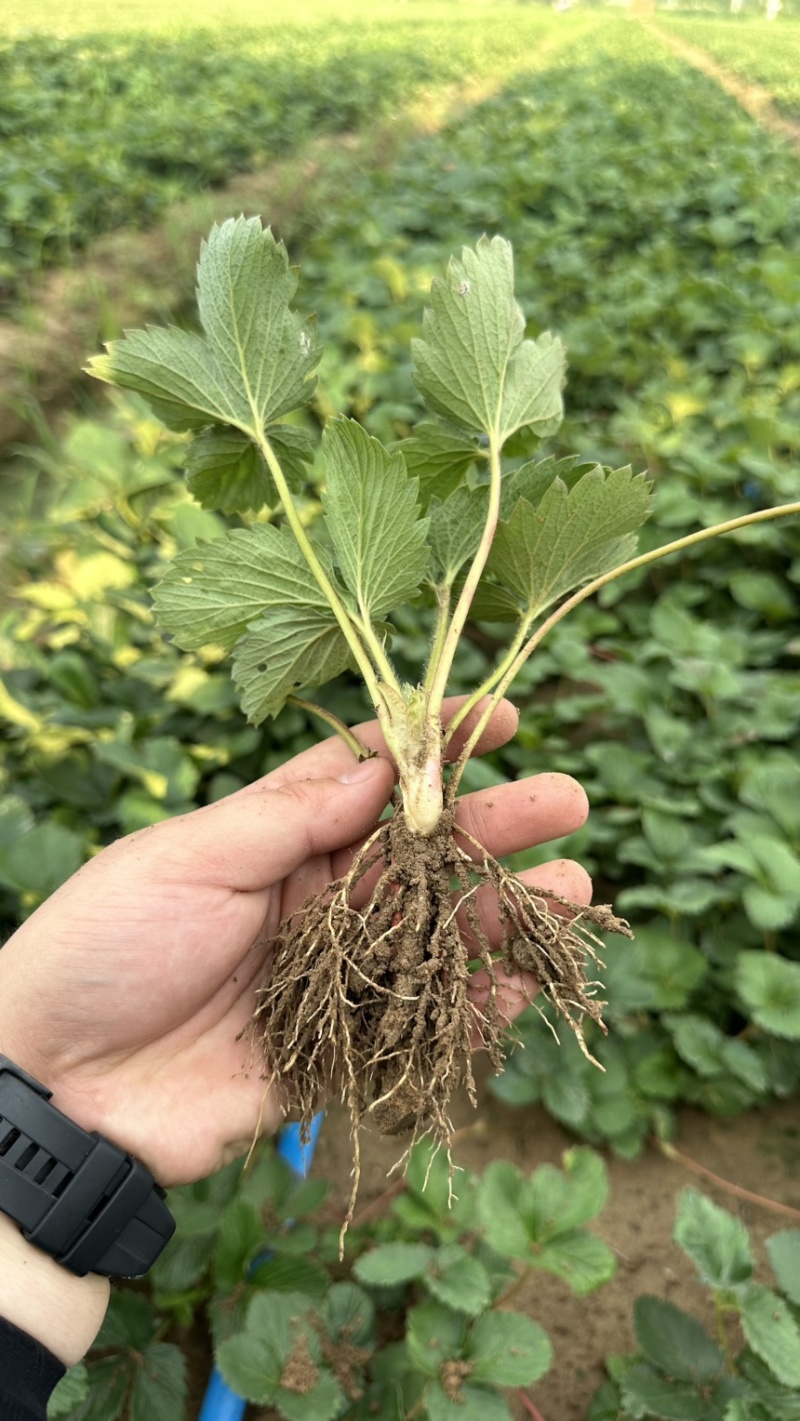 脱毒越秀草莓苗实地育苗没有中间商硬果越秀种苗