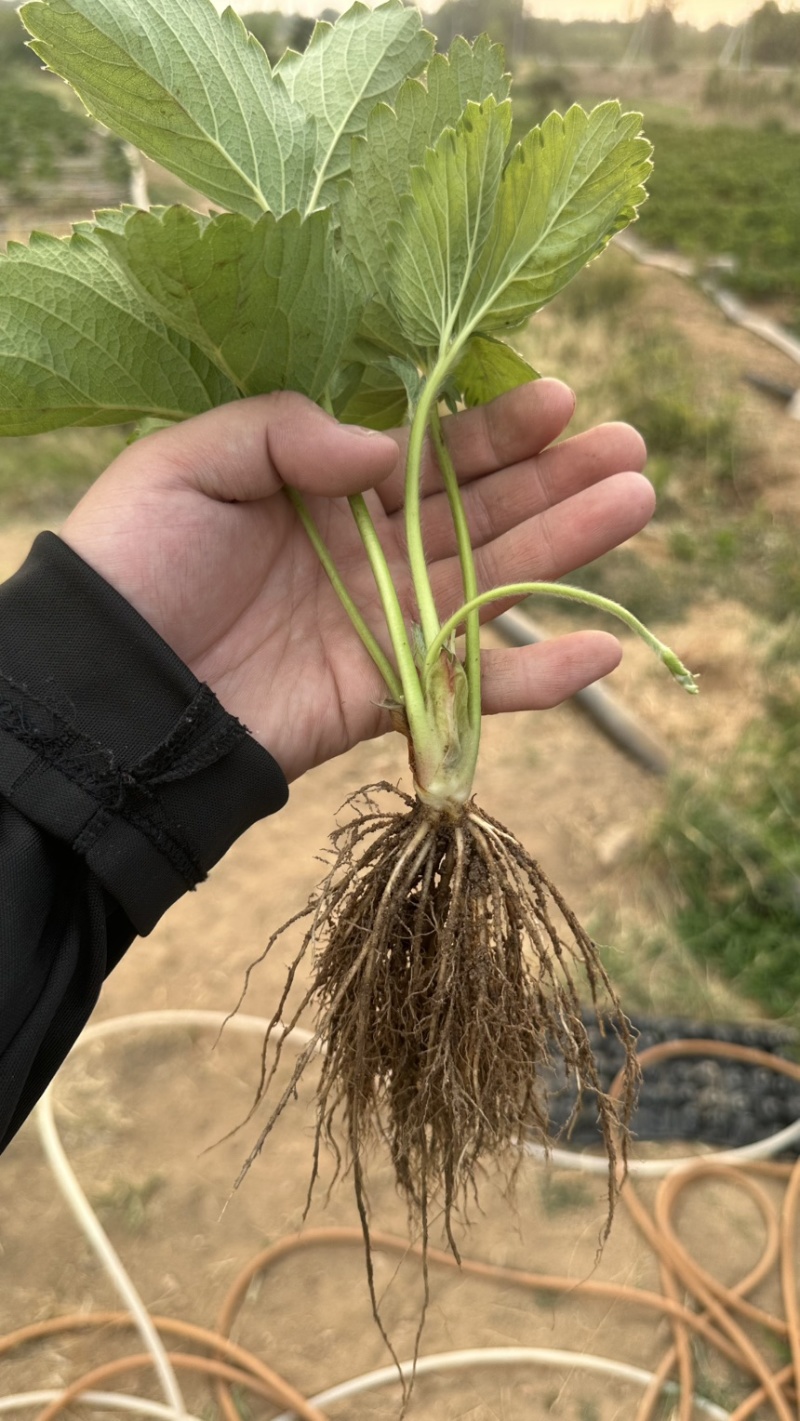 脱毒越秀草莓苗实地育苗没有中间商硬果越秀种苗