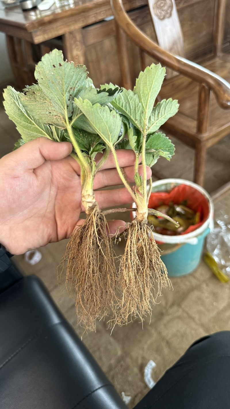 脱毒越秀草莓苗实地育苗没有中间商硬果越秀种苗
