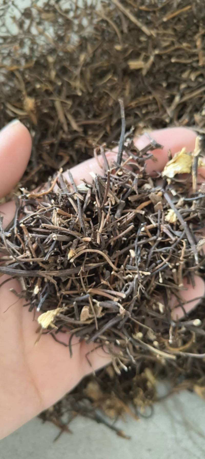 （热销）威灵仙灵仙实物拍摄量多从优产地大货中药材批发零