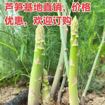 基地芦笋直销