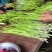 基地芦笋直销