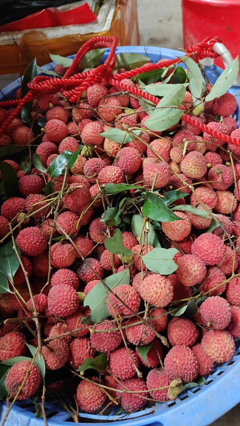 南沙本地桂味荔枝可一件代发