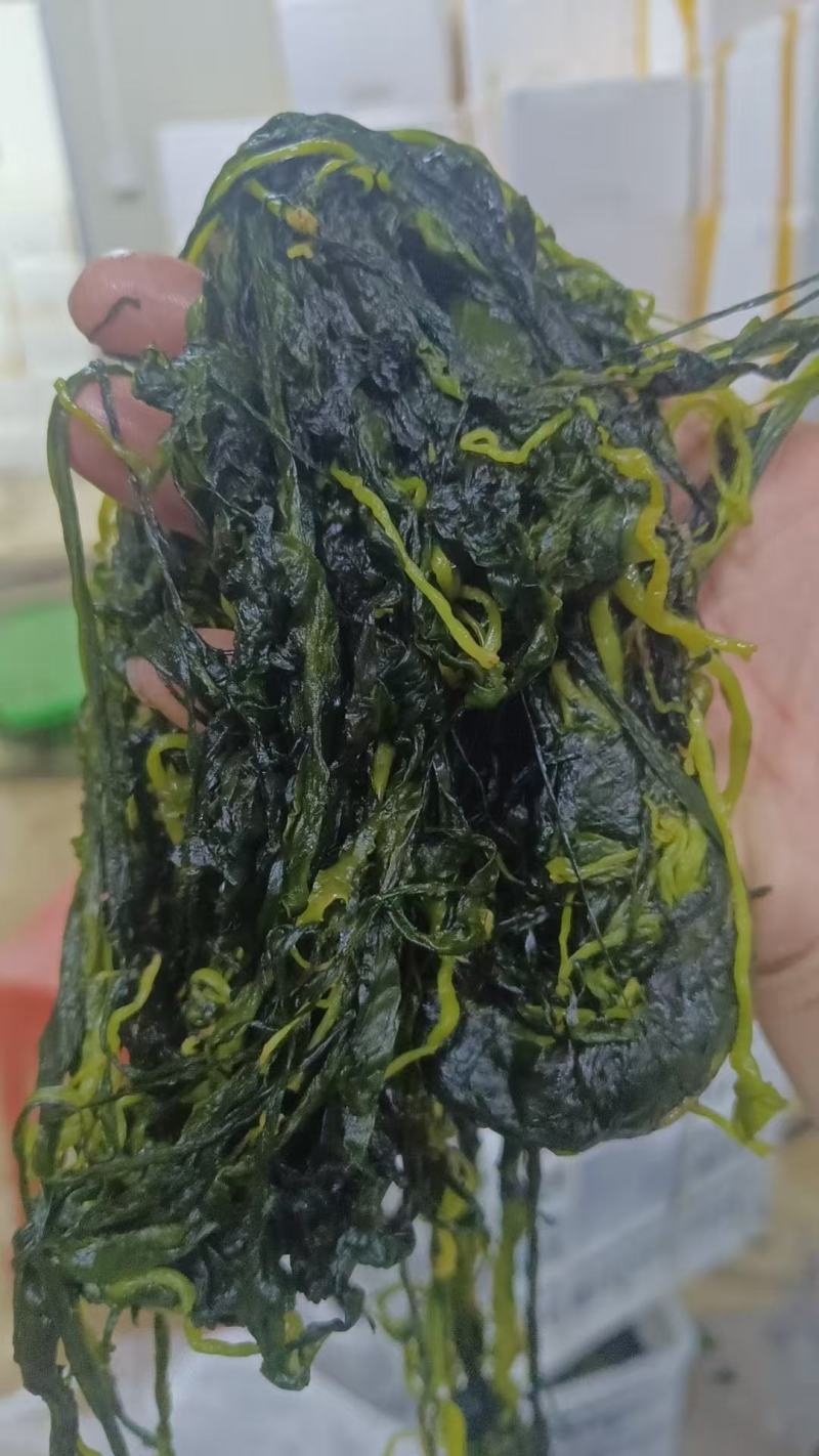 2025霞浦海带苗嫩牙嫩芽盐渍嫩苗新鲜火锅凉拌