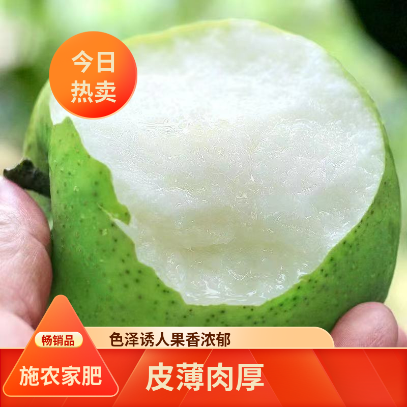 皇冠梨青梨酥脆一号翠玉砀山酥梨一件代发社区团购
