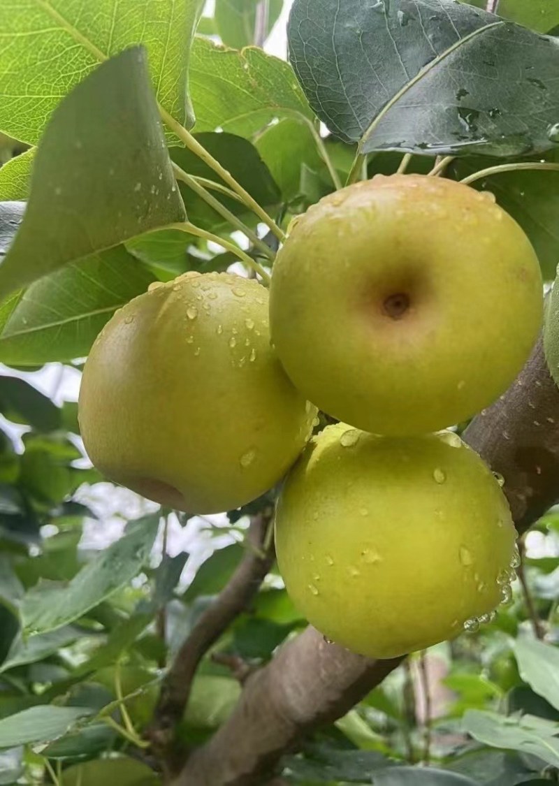 【推荐】云南丁香梨、早白蜜，基地直发，品质保证可发全国