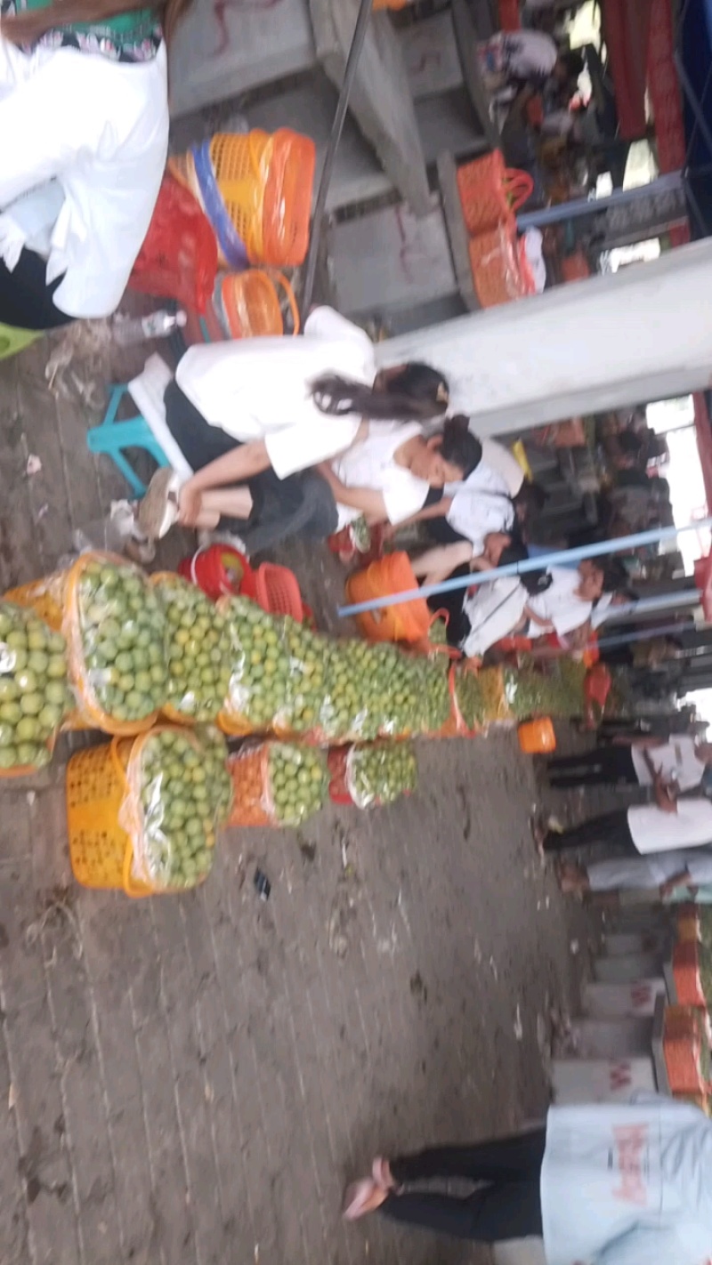 贵州安顺六马蜂糖李，香甜可口全国独有，吃味独特品质好耐运