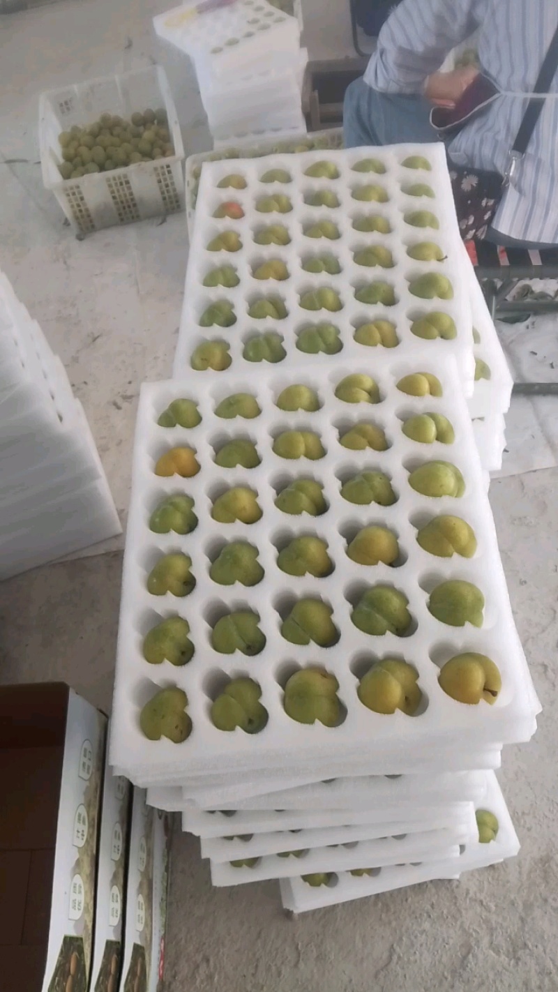 贵州安顺六马蜂糖李，香甜可口全国独有，吃味独特品质好耐运