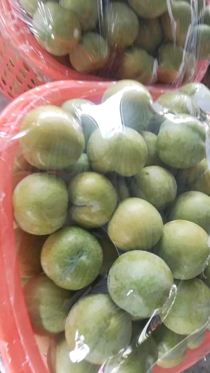 贵州安顺六马蜂糖李，香甜可口全国独有，吃味独特品质好耐运