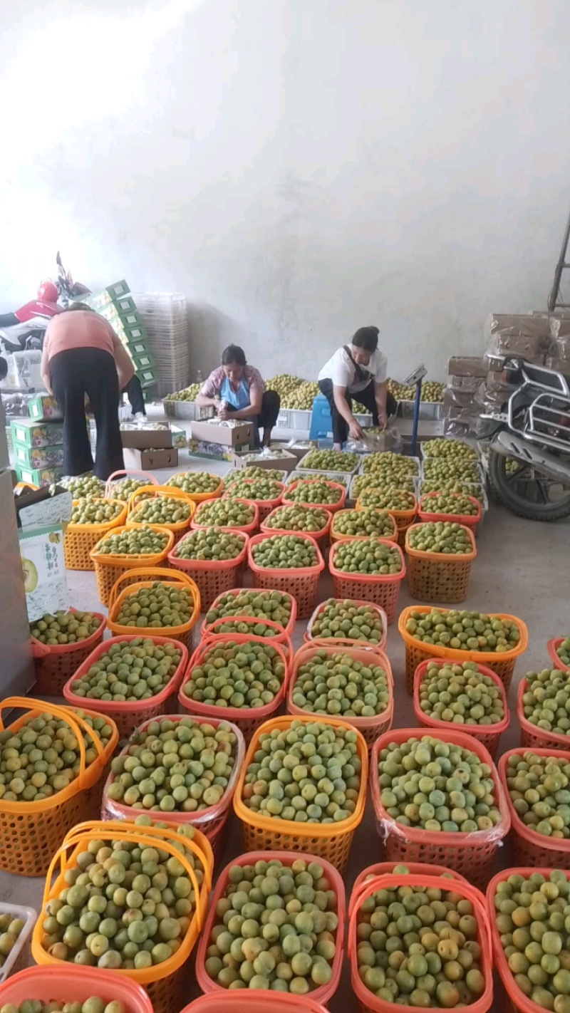 贵州安顺六马蜂糖李，香甜可口全国独有，吃味独特品质好耐运