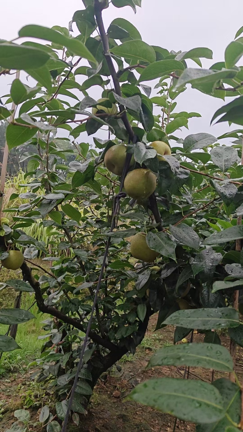 翠冠梨有需要的联系***********