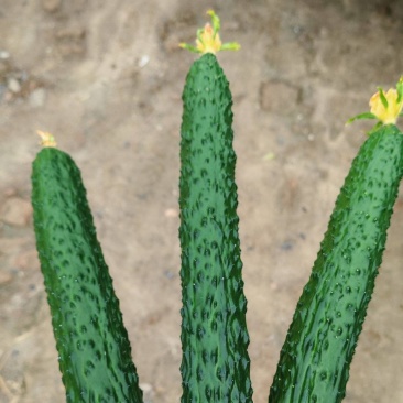 万万没想到还得是你密刺黄瓜扛起来蔬菜圈的重任